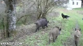 Llevar un perro contigo siempre es garantía de salvarte de los jabalís jabalí,perro,pastor aleman,defender,no sé si solo juega,no sé por qué les siguen