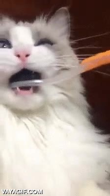 gato,clavado,careto,lo flipa,cepilla de dientes