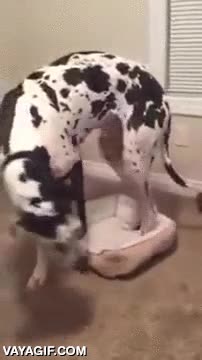 perro,gran danes,cama,no caber,pero lo intenta