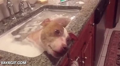 emperador romano,perro,fregadero,ba&ntilde;o,dar de comer,esclavo