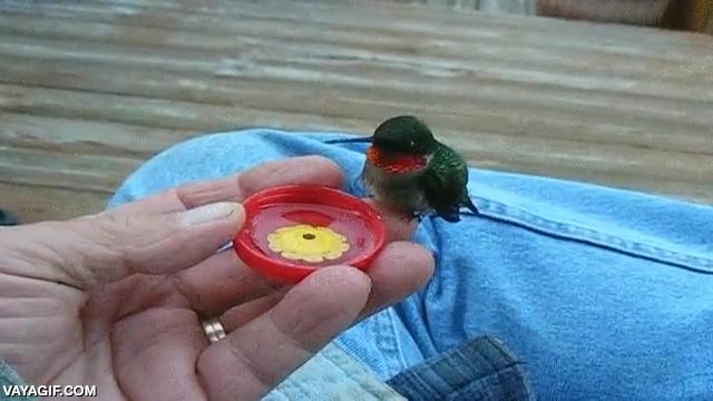 colibr&iacute;,ave,beber,agua,tapon de agua