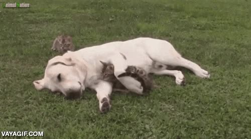 perro,gato,acomodarse,ponerse comodo,evitar el fr&iacute;o