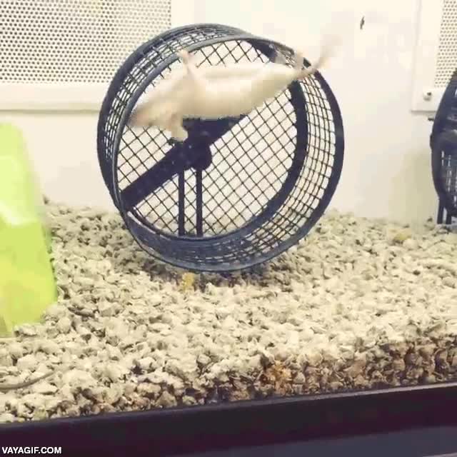 rueda,correr,hamster,dar vueltas,o tal vez es demasiado ninja,raton,rata