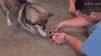 perro,perseguir,bol,escondido,rascar,puntero,punto rojo,laser