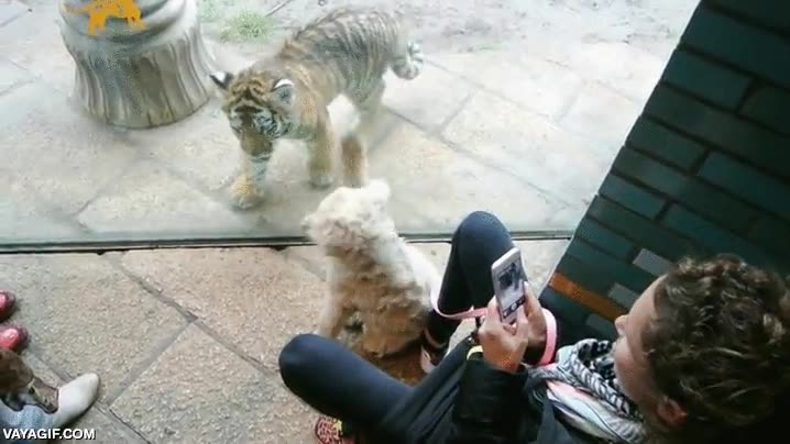 perro,extra&ntilde;o,tigre,cachorro,rascar,cristal,vidrio,zoo