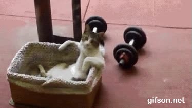 cesta,pesas,relax,gato,apalancado