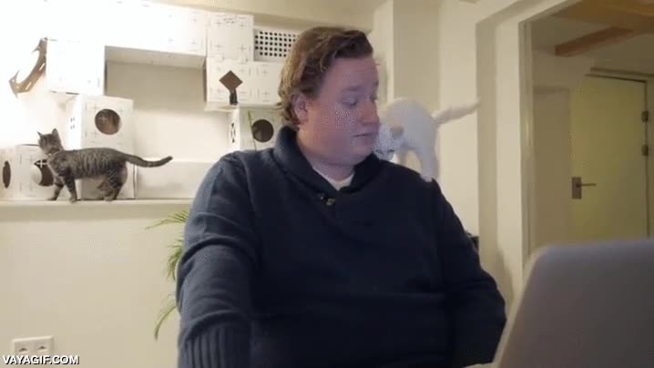 oficina,gatitos,cachorros,jugar,productividad,trabajo