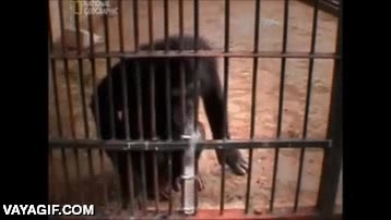 chimpance,pensar,echar agua,llevar agua en la boca,llenar,flotar,inteligencia,m&aacute;s de uno no lo saca