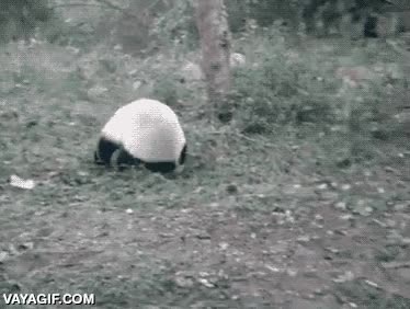 voltereta,rodar,ninja,oso panda,kung-fu panda,croqueta