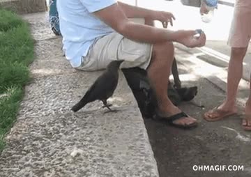 pajaro,sediento,sed,tapon,agua,ave,beber