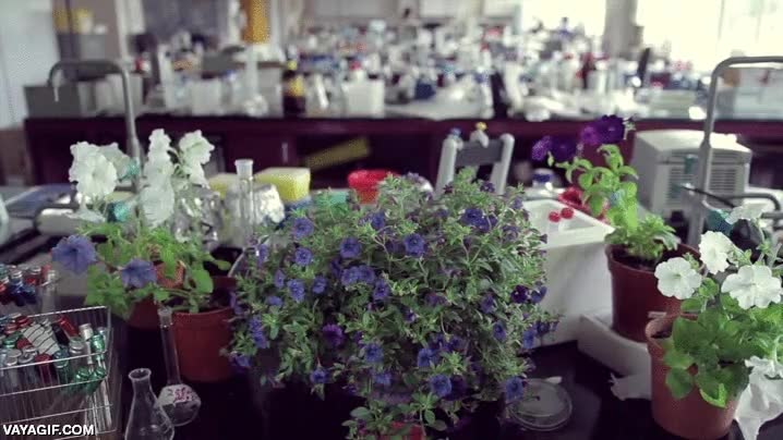 cambio de color,flor,petunias,cambio,planta,laboratorio