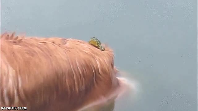 rana,perro,montada,encima,subida,agua