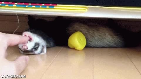 Enlace a ¡Humano, no acerques el dedo que al final... ÑAM!