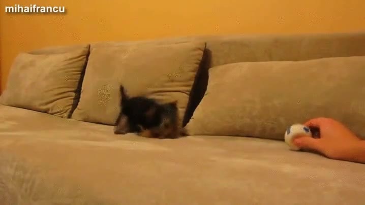 El perrito que se volvía loco con el sonido de una pelota de juguete locura,ladrar,yorkshire,cachorro,pequeño,pelota,sonido