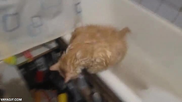 dieta,gordo,ba&ntilde;era,mojado,no poder salir,frustracion,gato