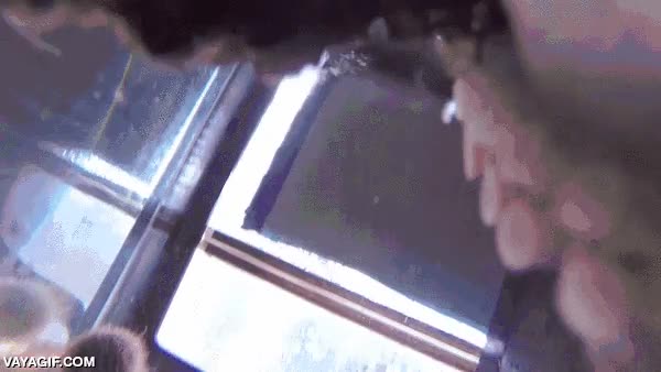fotografo,pulpo,acuario,gopro,sumergible,camara
