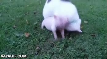 se lleva un mordisco y vuelve,cerdito,lechon,gato rabioso,cerdo,jugar