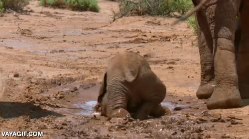 tropezar,resbalar,elefante,elefantito,cr&iacute;a,barro,suelo mojado