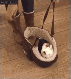 aventura,perro,acurrucado,metido,cesto,que obediente,no parece ir mal