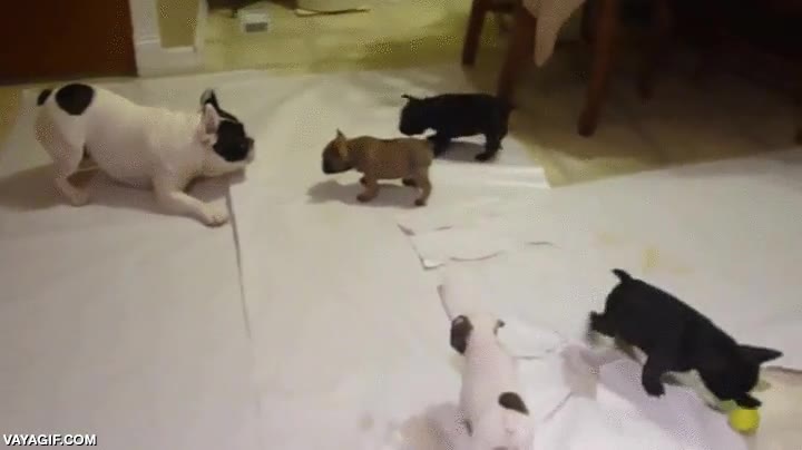 bulldog frances,cachorros,perro,perros,perritos,cr&iacute;as,jugar,intentar