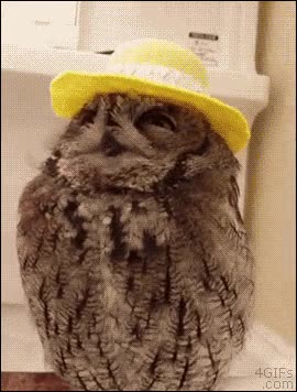 buho,monisimo,sombrero,guapo,cabeza,mirarse,muy guapo,lechuza