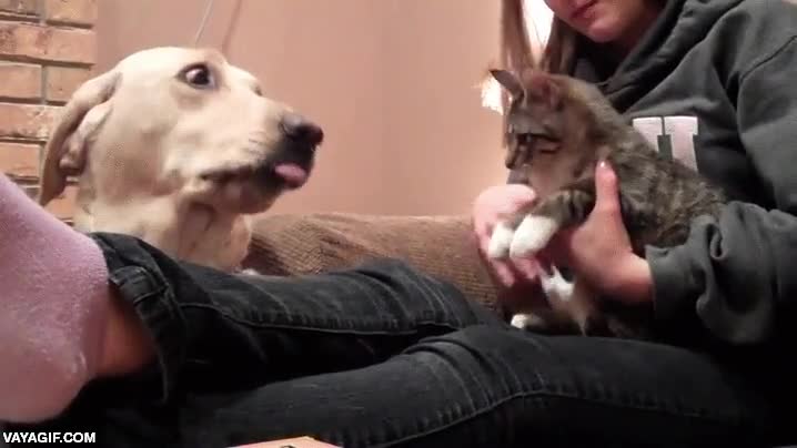 mirada de loco,miedo,asustado,perro,gato,chica,careto