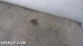 Enlace a No sé si existe suficiente fuego en el mundo para arreglar esto