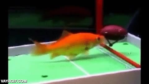 pez,pececito de colores,deportista,futbol,baloncesto,deportes