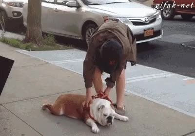 bulldog,perro,arrastrar,madre,mandar a comprar