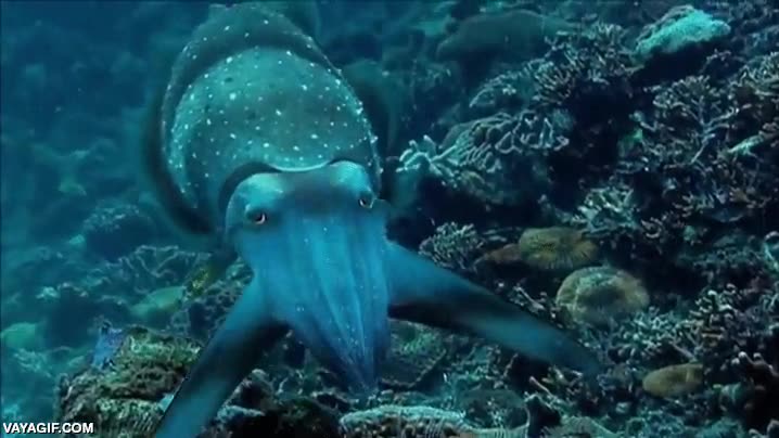 calamar,hipnosis,hipnotizar,es otra manera de camuflaje también,atacar,cangrejo,pez