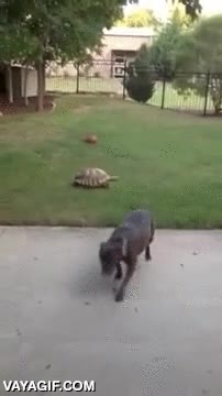 tortuga,jugar,velocidad,perro,pilla-pilla,perseguir
