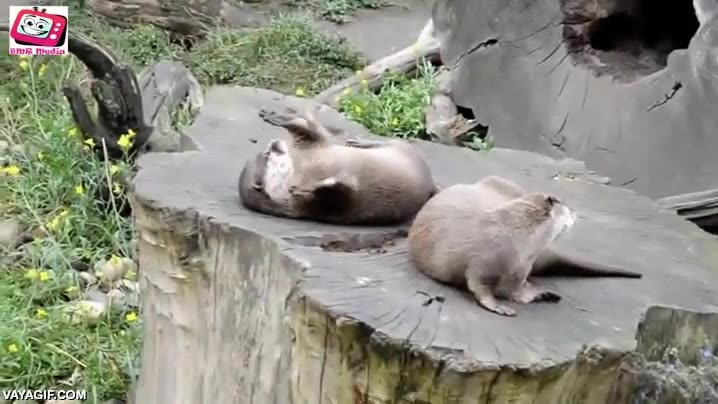 nutria,jugar,adorable,pasarse,piedra,pasar,malabares,malabarista