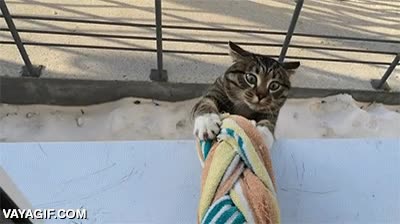toalla,gato,escalar,trepar,volver a casa