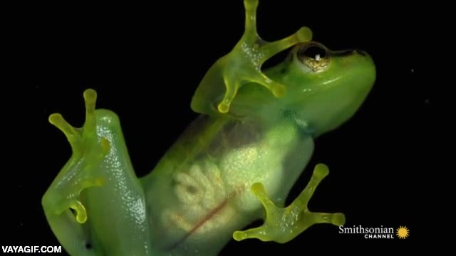 transparente,organos,rana,smithsonian channel