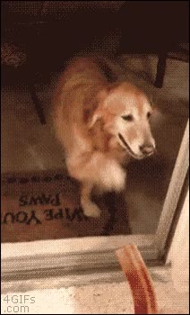 perro,comer,bacon,beicon,puerta,abierta,no creer,desconfiar