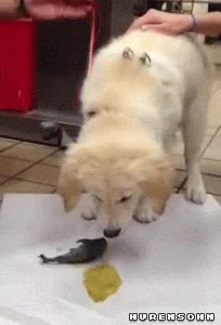 vomitar,echar,juguete,goma,plastico,perro,cachorro,espero que haya aprendido algo