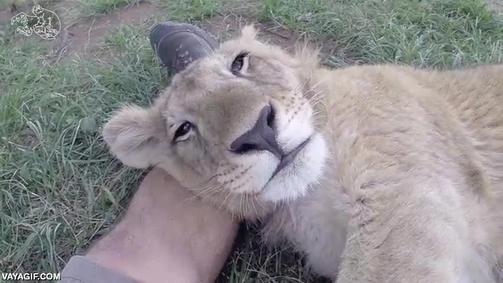 cachorro,cachorrito,cr&iacute;a,leon,adorable,menuda belleza