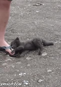 cachorro,lobo,zorro,no estoy muy seguro,morder,mordisquear,pie,m&aacute;s jugar que otra cosa