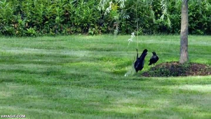 Cuervos jugando a columpiarse, si es que son listos como pocos... liana,jugar,cuervos,aves,pajaros,columpiarse