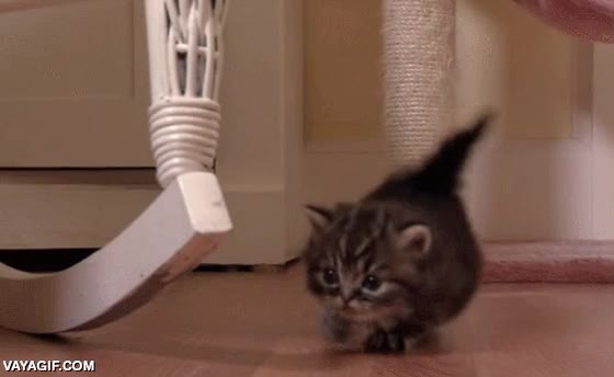 paticorto,adorable,que exploto de kawaiiness,gato,gatito,cachorro,cr&iacute;a