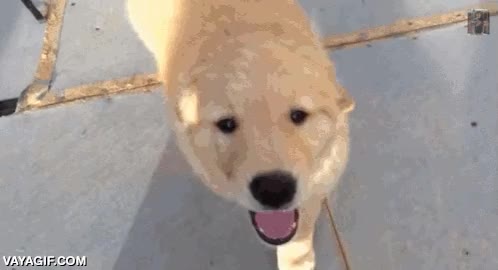 vencedor,torpeza adorable,cachorr,golden retriever,resbalar,deslizarse