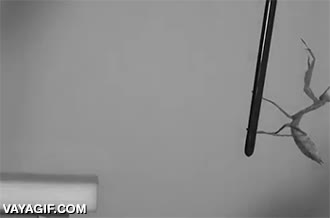 pole dancer,mantis,saltar,engancharse,girar,insecto,bicho