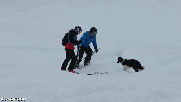 tirar,palo,perro,nieve,esquiadores,lanzar,buscar,esqui