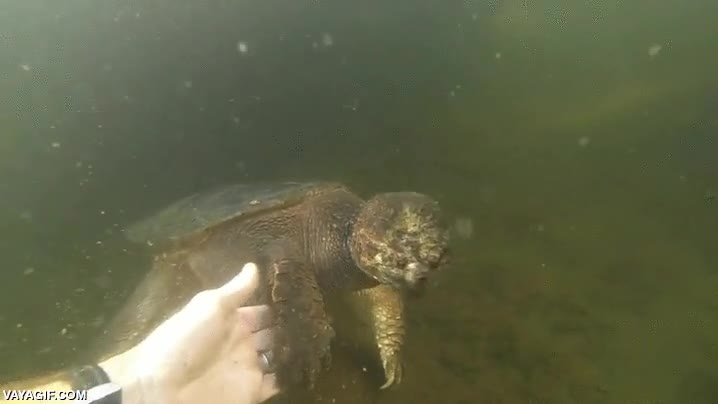 de un bocado te quedas sin dedos,tortuga,morder,cazadora,submarinista,habilmente esconde el pulgar detr&aacute;s de su pata