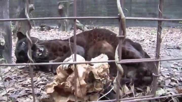 Entrañable jaguar oscuro jugando con una bolsa como si fuera un gatito jaguar,pelaje precioso,oscuro,jugar,blosa de papel,son gatos grandes,gato