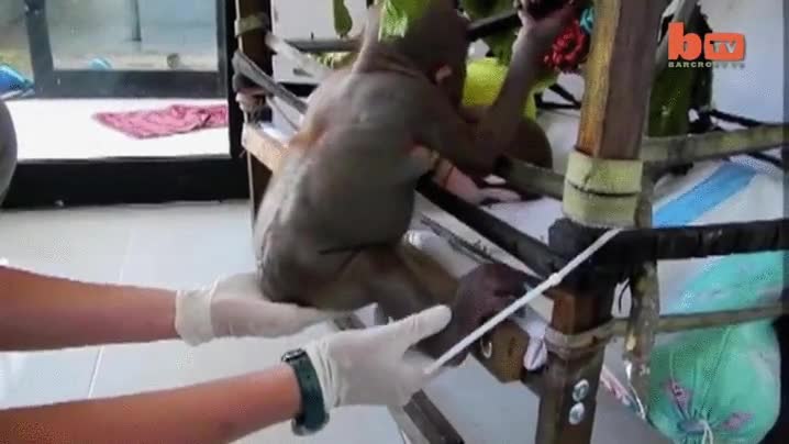 ayudar,ense&ntilde;ar,trepar,escalar,cr&iacute;a,orangutan,bebe,salvar