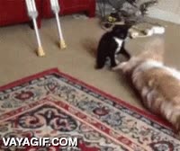 Perro,gato,truco,vuelta,encantador de perros,animales