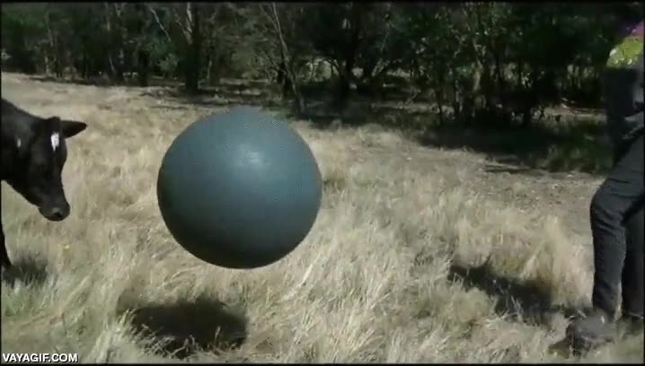 vaca,ternera,bola,yoga,pelota,jugar,todos deber&iacute;amos ser veganos