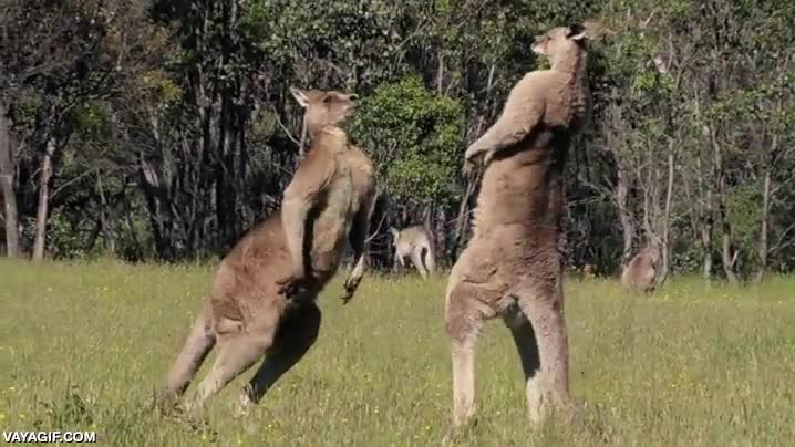 buena punter&iacute;a,van directos a donde mas duele,entrepierna,animales,canguros