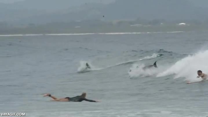 delfin,delfines,surfear,olas,surferos,mar,sue&ntilde;o